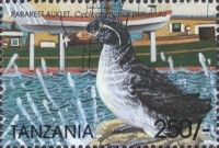 Parakeet Auklet (Cyclorrhynchus psittacula)