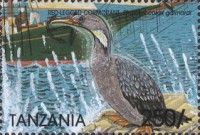 Red-legged Cormorant (Poikilocarbo gaimardi)