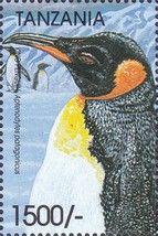 King Penguin (Aptenodytes forsteri)
