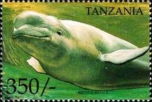 Beluga Whale (Delphinapterus leucas)