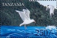 Larus argentatus