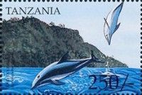 Dusky Dolphin (Lagenorhynchus obscurus)
