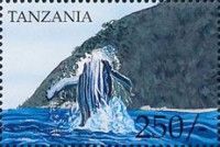 Humpback Whale (Megaptera novaeangliae)
