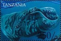 Southern Right Whale (Eubalaena australis)