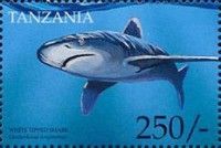 Oceanic Whitetip Shark (Carcharhinus longimanus)