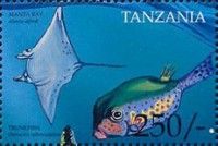 Manta alfredi & Ostracion tuberculatum