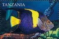 Arabian Angelfish (Arusetta asfur)