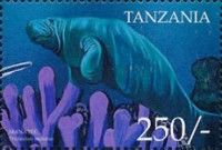 Trichechus manatus