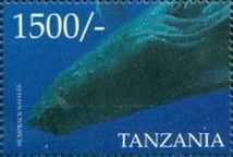 Humpback Whale (Megaptera novaeangliae)