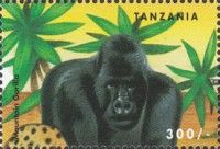 Eastern Gorilla (Gorilla beringei)