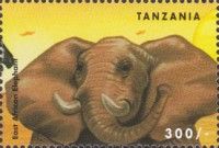 African Elephant (Loxodonta africana)