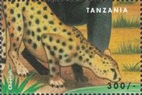 Cheetah (Acinonyx jubatus)