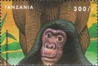 Pygmy chimpanzee