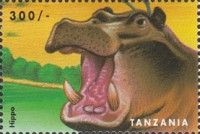 Hippopotamus (Hippopotamus amphibius)