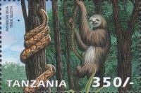 Hoffmann's Two-toed Sloth (Choloepus hoffmanni)