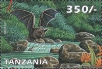 Fruit-eating Bat sp. (Artibeus sp.)