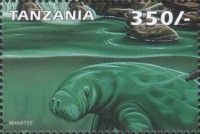 Trichechus manatus