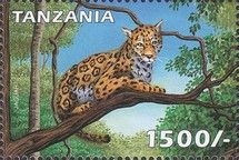 Jaguar (Panthera onca)