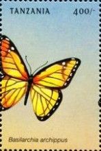 Viceroy (Basilarchia archippus)