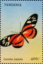 Isabella's Longwing (Eueides isabella)