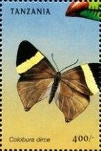 Dirce Beauty (Colobura dirce)