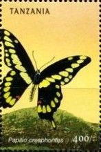 Giant Swallowtail (Papilio cresphontes)