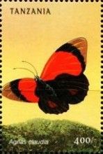Claudina Agrias (Agrias claudia)