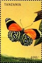 Eighty-eight Butterfly (Callicore maimuna)