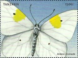 Ghost Sulphur (Anteos chlorinade)