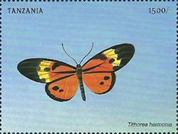 Harmonia Tiger-wing (Tithorea harmonia)