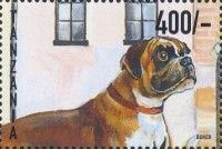 Boxer