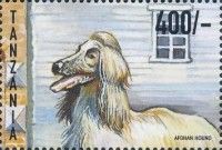 Afghan hound
