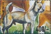 Chihuahua