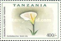 Zantedeschia