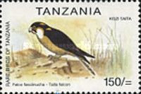 Taita Falcon (Falco fasciinucha)
