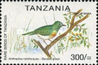 Banded Sunbird (Anthreptes rubritorques)