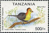 Fischer's Turaco (Tauraco fischeri)