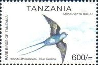 Montane Blue Swallow (Hirundo atrocaerulea)