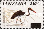 Saddle-billed Stork (Ephippiorhynchus senegalensis)