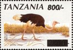 Common Ostrich (Struthio camelus)