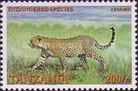 Leopard (Panthera pardus)