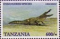 Nile Crocodile (Crocodylus niloticus)
