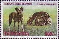 African Wild Dog (Lycaon pictus)