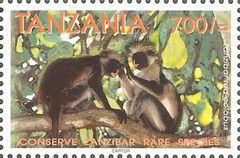 Zanzibar Red Colobus (Colobus badius kirkii)