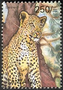 Leopard (Panthera pardus)