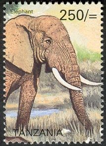 African Elephant (Loxodonta africana)