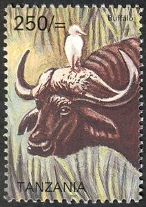 African Buffalo (Syncerus caffer)