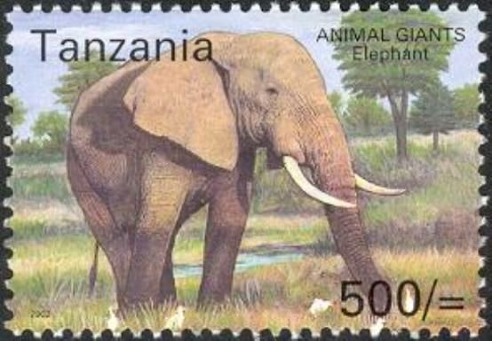 African Elephant (Loxodonta africana)