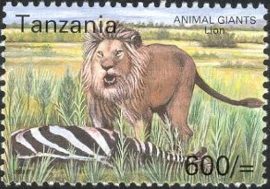 Lion (Panthera leo)