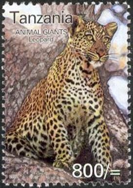 Leopard (Panthera pardus)